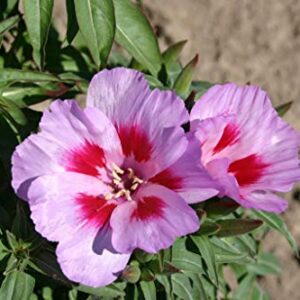 Godetia Cattleya Lilac Flower Seeds for Planting, 1500+ Flower Seeds Per Packet, (Isla's Garden Seeds), Non GMO & Heirloom Seeds, Scientific Name: Clarkia Amoena, Great Home Flower Garden Gift