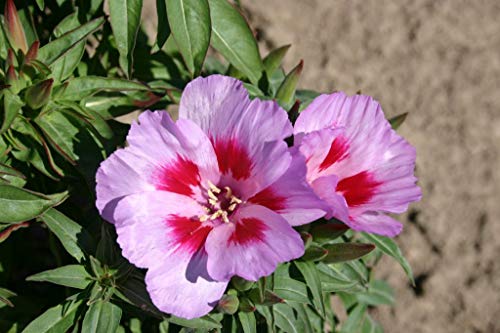 Godetia Cattleya Lilac Flower Seeds for Planting, 1500+ Flower Seeds Per Packet, (Isla's Garden Seeds), Non GMO & Heirloom Seeds, Scientific Name: Clarkia Amoena, Great Home Flower Garden Gift