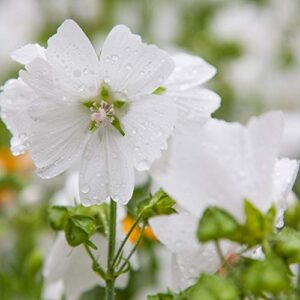 outsidepride malva musk mallow white hollyhock garden flower vines – 2000 seeds