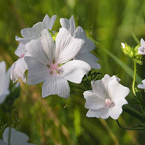 Outsidepride Malva Musk Mallow White Hollyhock Garden Flower Vines - 2000 Seeds