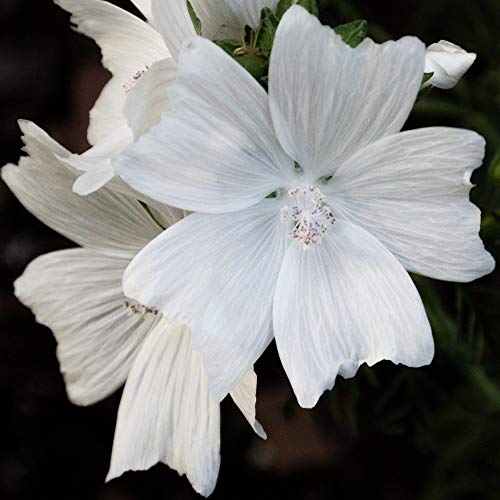 Outsidepride Malva Musk Mallow White Hollyhock Garden Flower Vines - 2000 Seeds