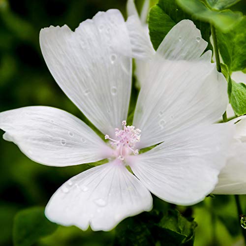 Outsidepride Malva Musk Mallow White Hollyhock Garden Flower Vines - 2000 Seeds