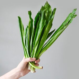 1000 premium organic culantro – ngo gai – mexican coriander – thai parsley – recao – seeds by happy seeds & garden