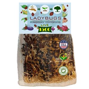 clark&co organic 1500 live ladybugs – good bugs for garden – pre-fed hippodamia convergens – guaranteed live delivery!