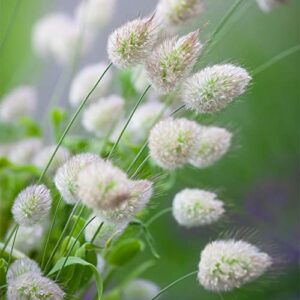 QAUZUY GARDEN 100 Bunny Tails Grass (Hares Tail) Seeds Ornamental Lagurus Ovatus Grass Hardy Drought-Tolerant Easy to Grow Low-Maintenance Great for Pot/Garden