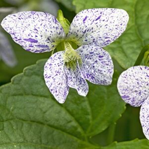 outsidepride viola freckles garden flowers for containers, hanging baskets, & window boxes – 50 seeds