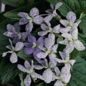 Outsidepride Viola Freckles Garden Flowers for Containers, Hanging Baskets, & Window Boxes - 50 Seeds