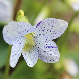 Outsidepride Viola Freckles Garden Flowers for Containers, Hanging Baskets, & Window Boxes - 50 Seeds