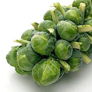 David's Garden Seeds Brussels Sprouts Long Island Improved FBA-1443 (Green) 50 Non-GMO, Heirloom Seeds