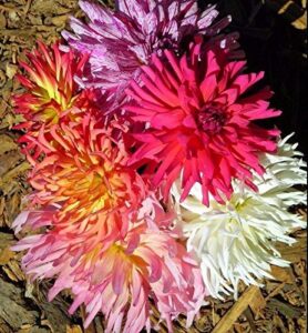 zinnia super cactus mix 250 seeds huge 6″ flower elegant garden