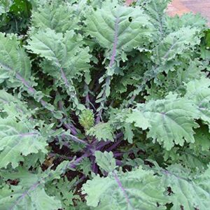1000 red russian kale seeds for planting heirloom non gmo 3.5+ grams garden vegetable bulk survival