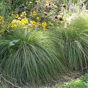 YEGAOL Garden 200Pcs Prairie Dropseed Seeds Sporobolus Heterolepis Seeds Ornamental Long-Lived Drought Tolerant Perennial Grass Low Maintenance Grass Seeds Home Garden Plant