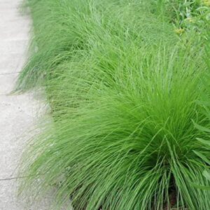 YEGAOL Garden 200Pcs Prairie Dropseed Seeds Sporobolus Heterolepis Seeds Ornamental Long-Lived Drought Tolerant Perennial Grass Low Maintenance Grass Seeds Home Garden Plant