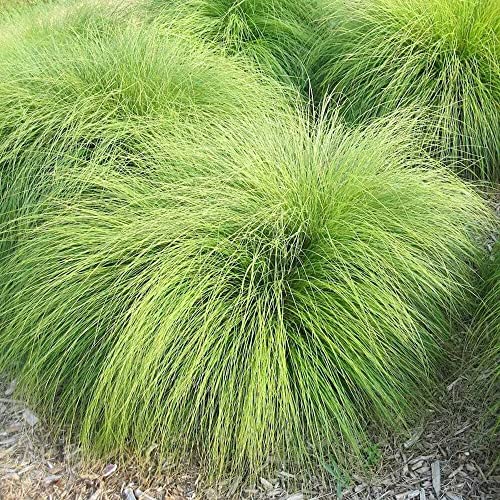 YEGAOL Garden 200Pcs Prairie Dropseed Seeds Sporobolus Heterolepis Seeds Ornamental Long-Lived Drought Tolerant Perennial Grass Low Maintenance Grass Seeds Home Garden Plant