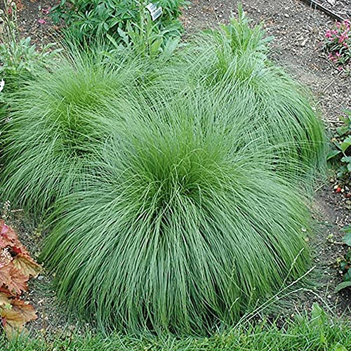 YEGAOL Garden 200Pcs Prairie Dropseed Seeds Sporobolus Heterolepis Seeds Ornamental Long-Lived Drought Tolerant Perennial Grass Low Maintenance Grass Seeds Home Garden Plant