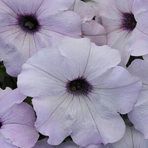 Outsidepride Easy Wave Spreading Petunia Silver Garden Flowers for Hanging Baskets, Pots, Containers, Bedss - 30 Seeds