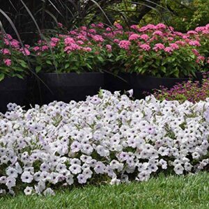 Outsidepride Easy Wave Spreading Petunia Silver Garden Flowers for Hanging Baskets, Pots, Containers, Bedss - 30 Seeds