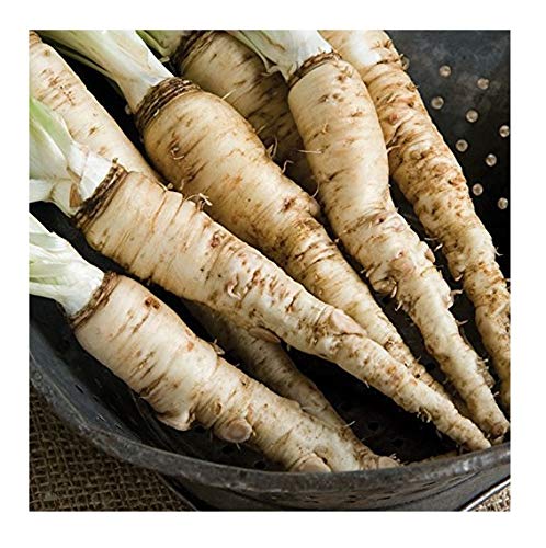 David's Garden Seeds Salsify Sandwich Island Mammoth 6311 (White) 50 Non-GMO, Heirloom Seeds