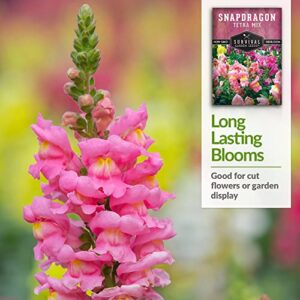 Survival Garden Seeds - Snapdragon Tetra Mix Seed for Planting - Packet with Instructions to Plant and Grow Beautiful Colorful Flowers in Your Home Vegetable Garden - Non-GMO Heirloom Variety