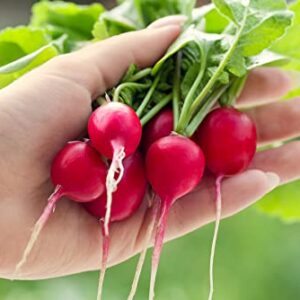 Cherry Belle Radish Seeds for Planting, 100+ Heirloom Seeds Per Packet, (Isla's Garden Seeds), Non GMO Seeds, Botanical Name: Raphanus sativus, Great Home Garden Gift