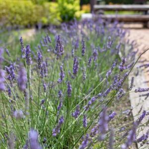 Purple Spanish Lavender Plant, 3.5 Inches Size Pot Planting Ornaments Perennial Garden Simple to Grow Pots Gifts