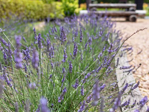 Purple Spanish Lavender Plant, 3.5 Inches Size Pot Planting Ornaments Perennial Garden Simple to Grow Pots Gifts