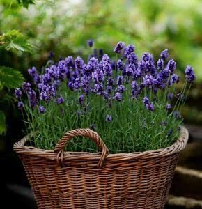 Purple Spanish Lavender Plant, 3.5 Inches Size Pot Planting Ornaments Perennial Garden Simple to Grow Pots Gifts