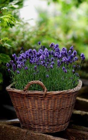 Purple Spanish Lavender Plant, 3.5 Inches Size Pot Planting Ornaments Perennial Garden Simple to Grow Pots Gifts