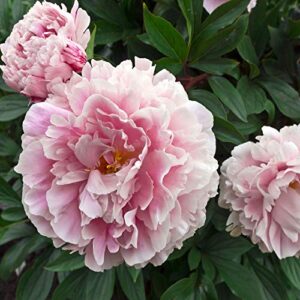 outsidepride papaver peony poppy pale rose garden cut flowers great for vases, dried arrangements – 10000 seeds