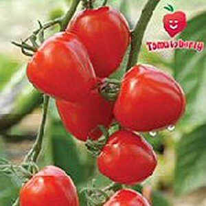 tomatoberry tomato seeds (20+ seeds) | non gmo | vegetable fruit herb flower seeds for planting | home garden greenhouse pack
