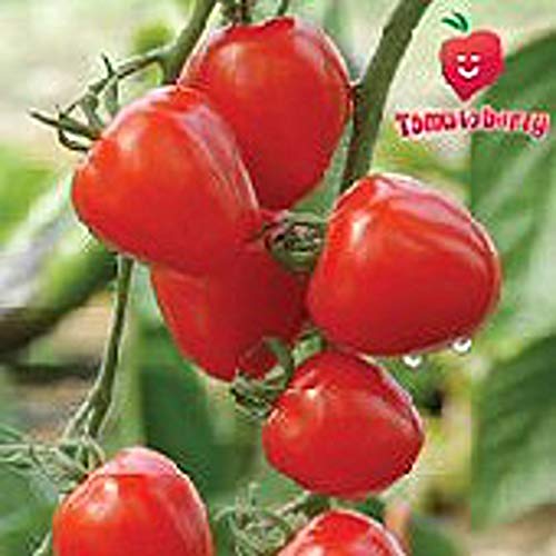 Tomatoberry Tomato Seeds (20+ Seeds) | Non GMO | Vegetable Fruit Herb Flower Seeds for Planting | Home Garden Greenhouse Pack