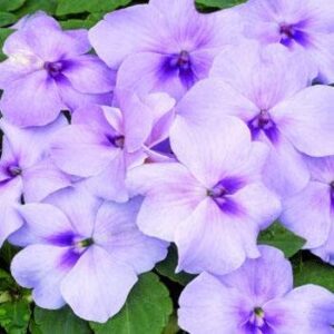 outsidepride impatiens plant lavender shade garden flower plants for pots, hanging baskets, containers, window boxes – 100 seeds