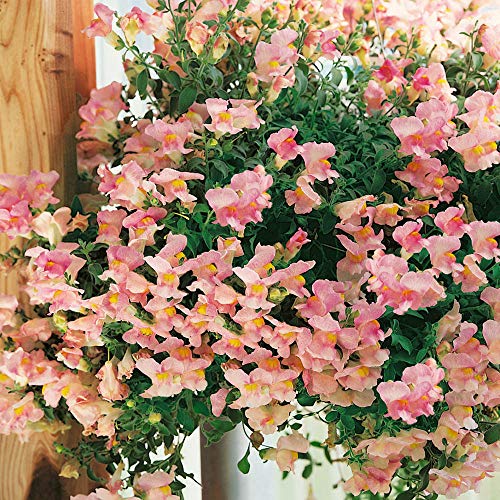 Outsidepride Antirrhinum Majus Snapdragon Appleblossom Garden Cut Flowers - 5000 Seeds