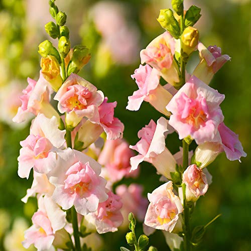 Outsidepride Antirrhinum Majus Snapdragon Appleblossom Garden Cut Flowers - 5000 Seeds