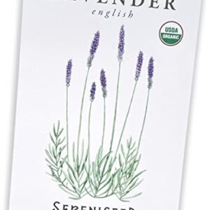 Sereniseed Certified Organic English Lavender Seeds (200 Seeds) – 100% Non GMO, Open Pollinated – Grow Guide