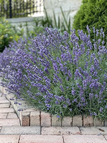 Sereniseed Certified Organic English Lavender Seeds (200 Seeds) – 100% Non GMO, Open Pollinated – Grow Guide