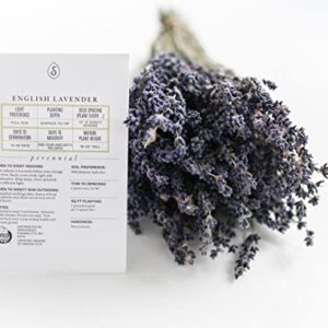 Sereniseed Certified Organic English Lavender Seeds (200 Seeds) – 100% Non GMO, Open Pollinated – Grow Guide