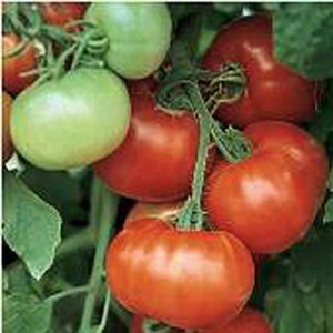 super fantastic tomato seeds (20+ seeds) | non gmo | vegetable fruit herb flower seeds for planting | home garden greenhouse pack