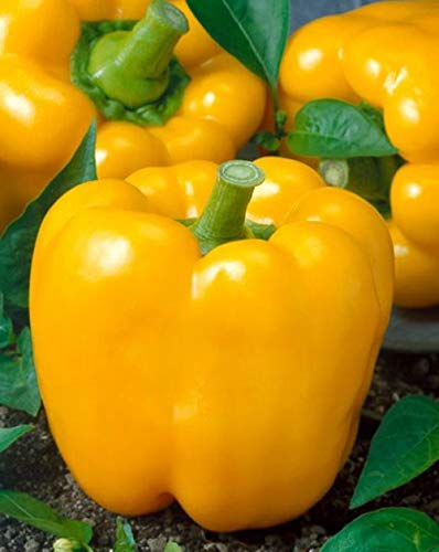 David's Garden Seeds Pepper Bell California Wonder Golden 4472 (Yellow) 25 Non-GMO, Heirloom Seeds