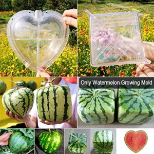 JIANWEI Watermelon Growing Mold, Heart Square Transparent Forming Growing Shaping Mold Garden Fruit Mould Tool Home Reusable Growing Mold(Square)