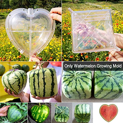 JIANWEI Watermelon Growing Mold, Heart Square Transparent Forming Growing Shaping Mold Garden Fruit Mould Tool Home Reusable Growing Mold(Square)