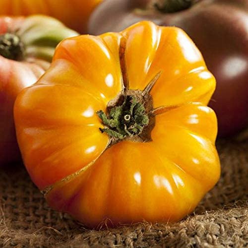 Amana Orange Beefsteak Heirloom Tomato Seeds for Planting, 50+ Heirloom Seeds Per Packet, Non GMO Seeds, (Isla's Garden Seeds), Botanical Name: Lycopersicon esculentum, Great Home Garden Gift