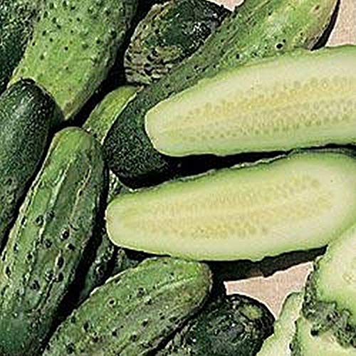 Miss Pickler F1 Cucumber Seeds - Excellent Choice for Home Gardens. Delicious(100 - Seeds)