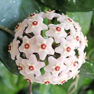 hoya carnosa seeds wax plant fragrant perennial low maintenance easy to care tropical succulent containers indoor trellis 100pcs flower seeds by yegaol garden