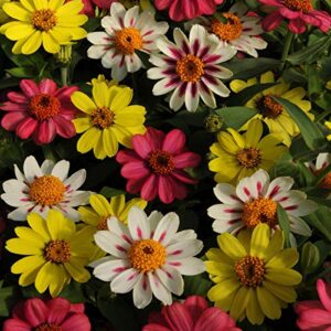 Outsidepride Zinnia Zahara Raspberry Lemonade Heat & Drought Tolerant Garden Cut Flowers - 100 Seeds