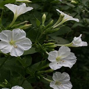 four o’clock, white four o’clock flower seeds, 50 seeds per package, gorgeous addition to any garden. sold by jacobs ladder ent.