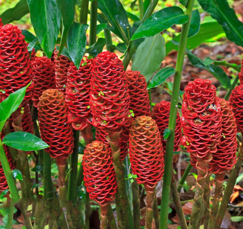 5 Zingiber Shampoo Ginger Seeds Pinecone Seeds Indoor Outdoor Ornaments Perennials Garden Growing Can Grow Well Pot