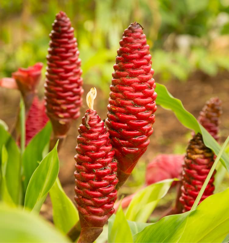 5 Zingiber Shampoo Ginger Seeds Pinecone Seeds Indoor Outdoor Ornaments Perennials Garden Growing Can Grow Well Pot