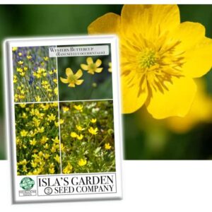 western buttercup long blooming field flower seeds, 1000+ seeds per packet, (isla’s garden seeds), non gmo & heirloom, scientific name: ranunculus occidentalis, great home garden gift