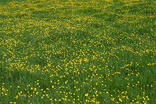 Western Buttercup Long Blooming Field Flower Seeds, 1000+ Seeds Per Packet, (Isla's Garden Seeds), Non GMO & Heirloom, Scientific Name: Ranunculus occidentalis, Great Home Garden Gift